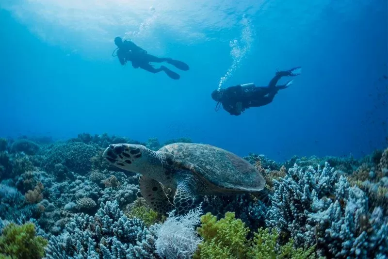 El Gouna Red Sea Egypt, Diving