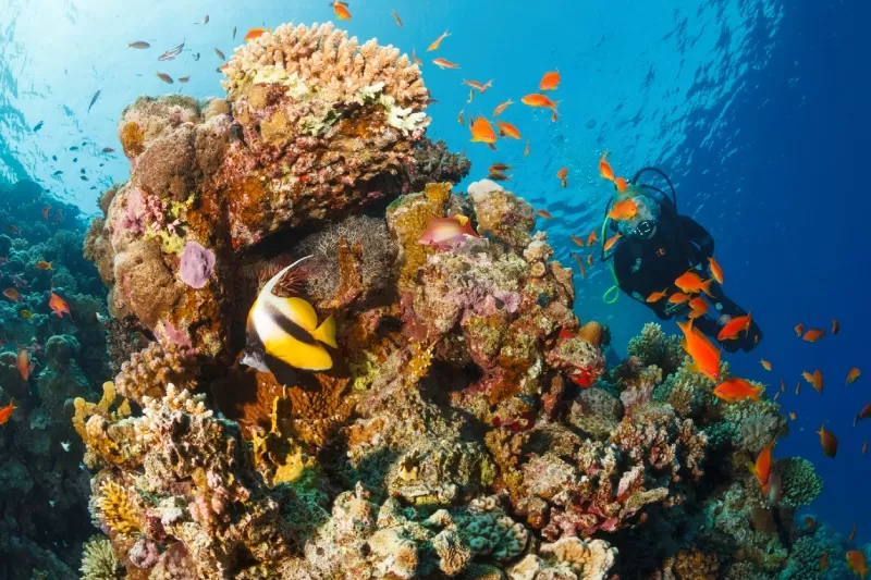 Safaga, Egypt, Coral Reefs