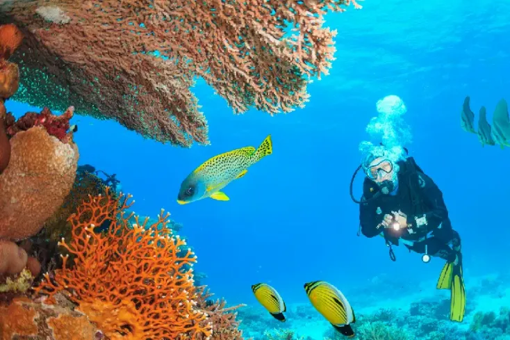 Vita marina ricca e colorata a Berenice Egitto