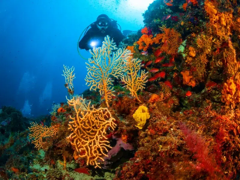 Barriera corallina intatta nel sud del Mar Rosso