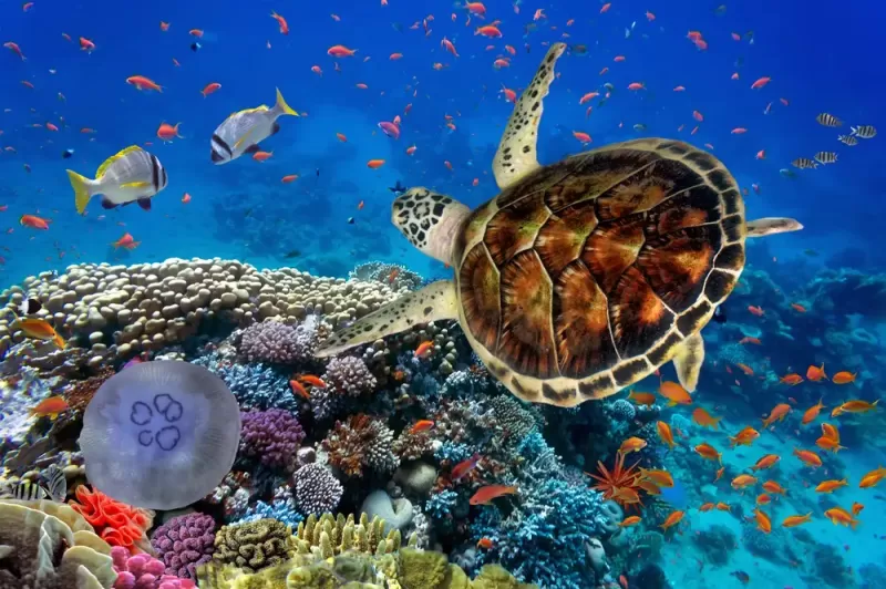 Marsa Alam City, Turtles