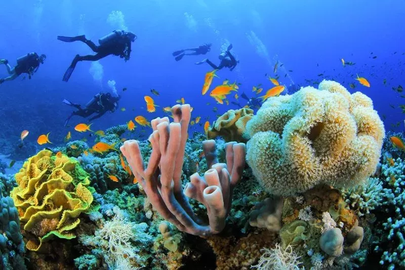 El Gouna Red Sea Egypt, Diving