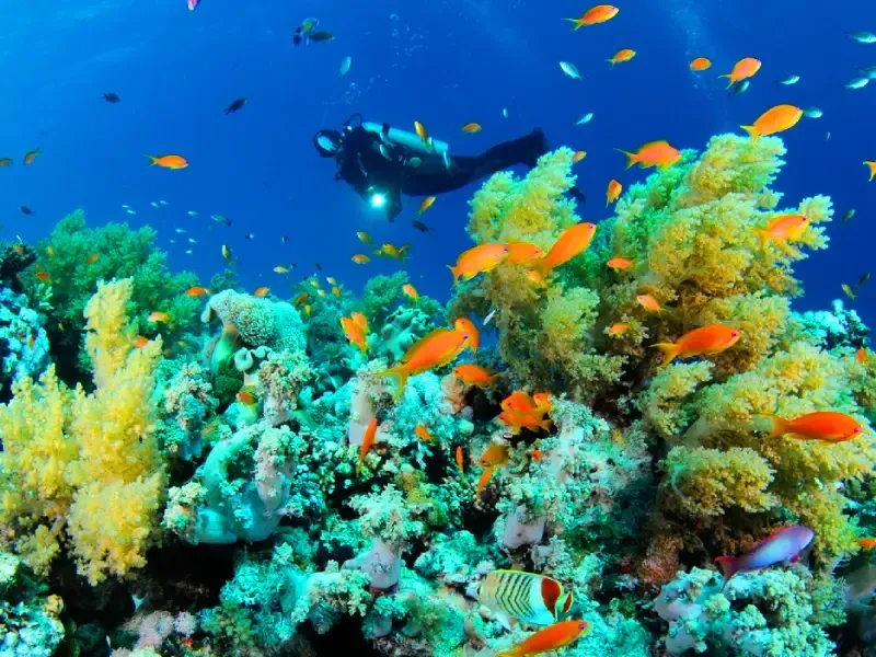 Snorkeling tra i coralli a Berenice Mar Rosso
