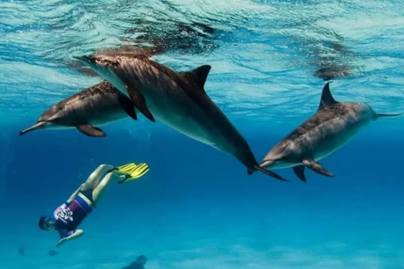 Marsa Alam City, Dolphins