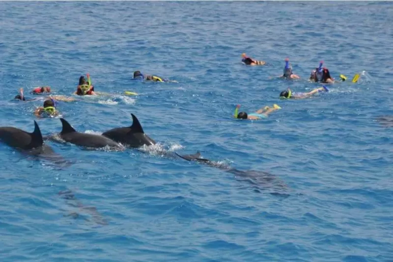 Hurghada Red Sea Egypt, Swiming with Dolphins
