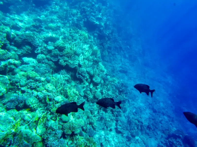 Escursione subacquea nei reef di Berenice
