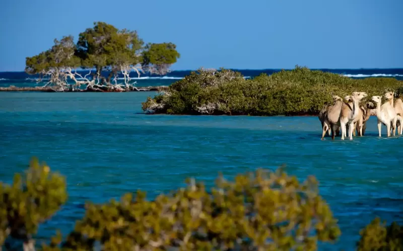 Marsa Alam o Sharm El Sheikh: consigli utili Marsa Alam o Sharm El Sheikh: consigli utili