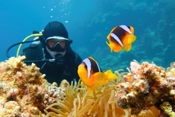 Coralli variopinti nel Mar Rosso a Berenice