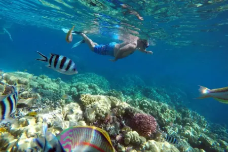 Escursioni Hurghada: Snorkeling nel Mar Rosso tra barriera corallina e pesci colorati