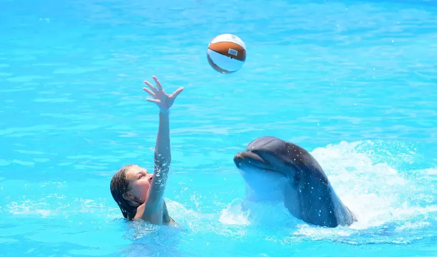 Nuotare con i delfini Sharm sogno per tutta la famiglia