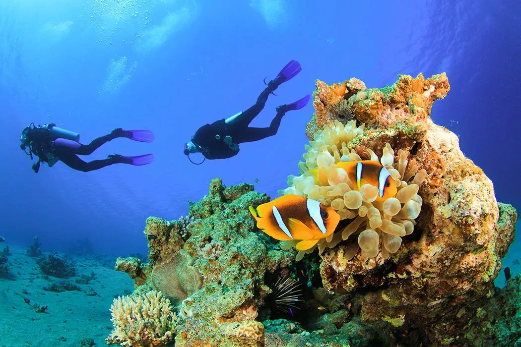 Tours of Egypt from Australiam, Red Sea diving