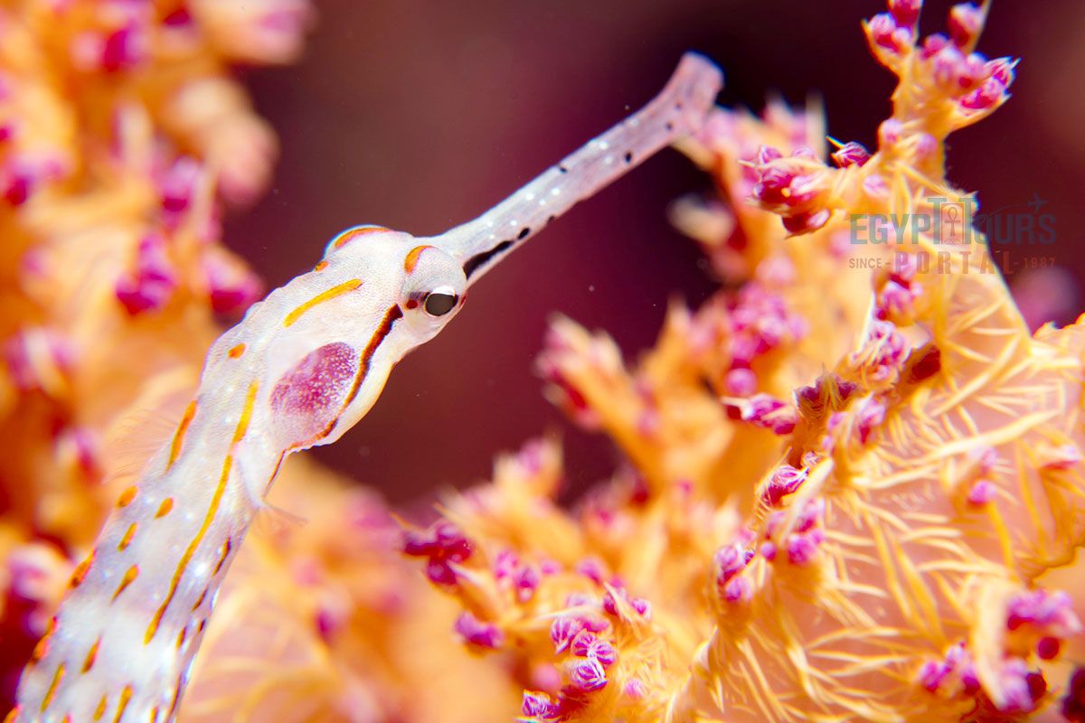 Best Egypt tours from Canada, Red Sea