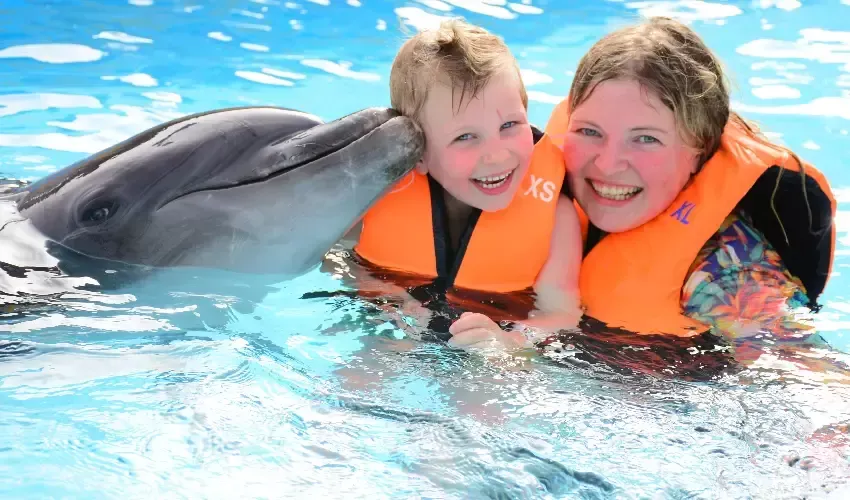 Swim with Dolphins Sharm El Sheikh, Swimming
