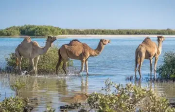 Wadi El Gemal National Park Tours, Egypt 