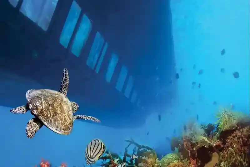 Pesci colorati sulla barriera corallina di Hurghada