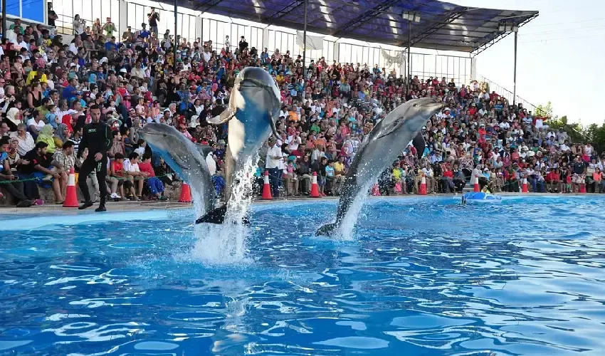 Dolphin Sharm El Sheikh, Celebration