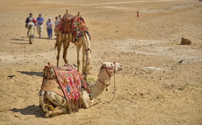 Egypt Tour packages from Canada, Riding Camels