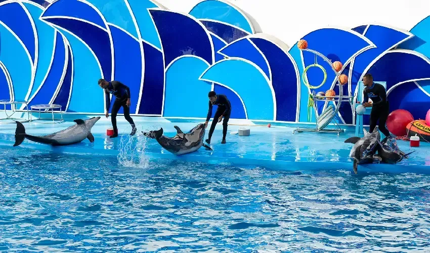 Dolphin Sharm El Sheikh, Swimming with Dolphins