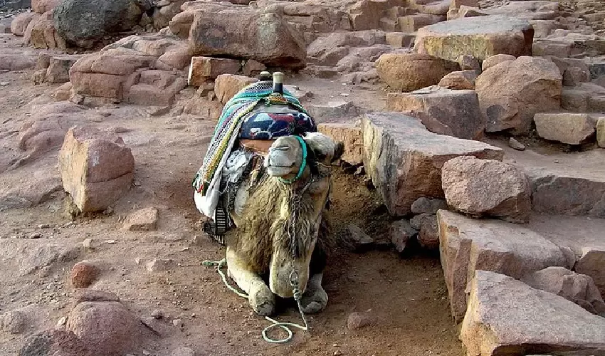 Escursione Monte Sinai da Sharm con guida esperta