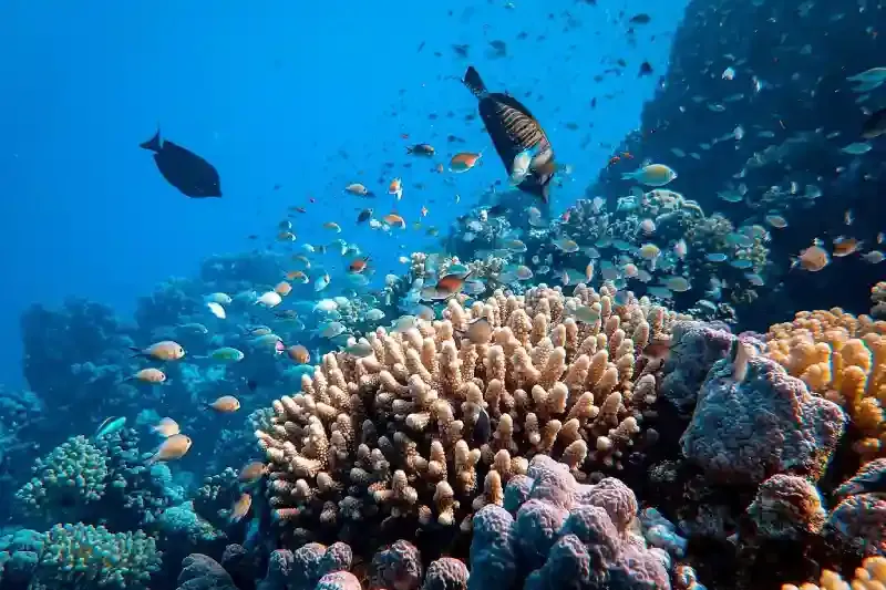 Escursione all’Isola Hamata con snorkeling e pranzo a bordo