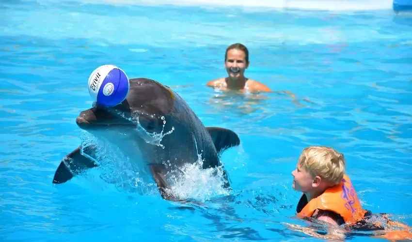 Swim with Dolphins Sharm El Sheikh, Playing with a ball