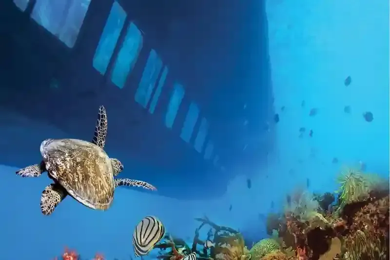 Semi Submarine Hurghada, Turtle