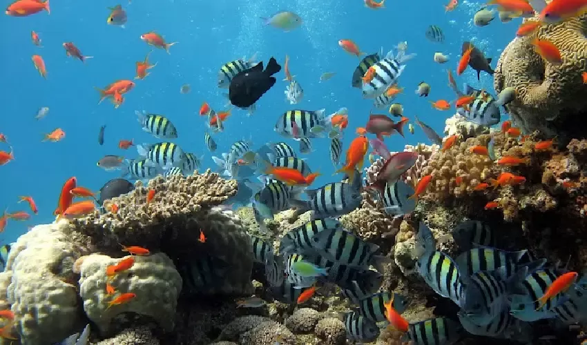 Ras Mohammed snorkeling tra coralli e pesci tropicali