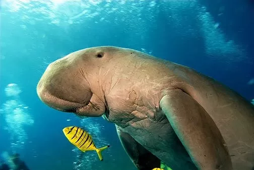 Il dugongo a Marsa Alam - un incontro magico nel Mar Rosso