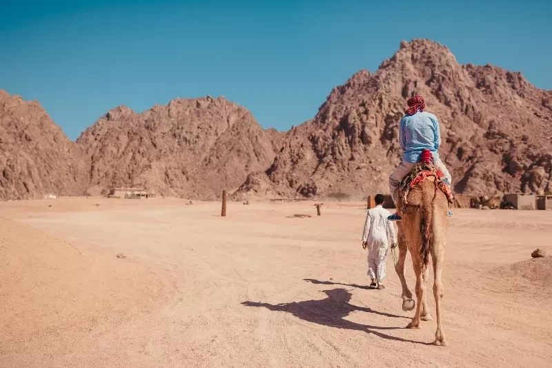 Sharm El Sheikh Safari, Camel Ride
