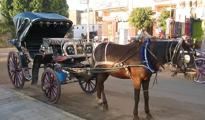 Luxor Nile Cruise City Tour, Horse Carriage