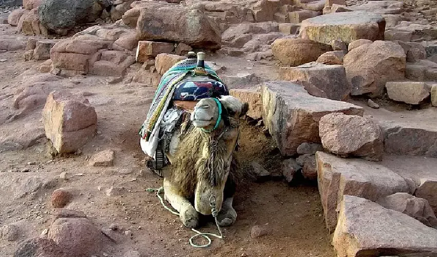 Mount Sinai Tour, Camel Ride