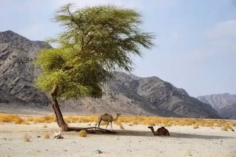 Wadi El Gemal National Park Tours Adventure