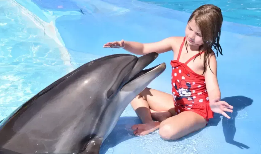 Swim with Dolphins Sharm El Sheikh, Swimming