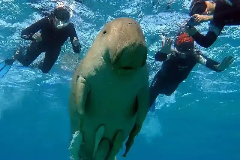 Abu Dabbab Dugong Bay, Diving