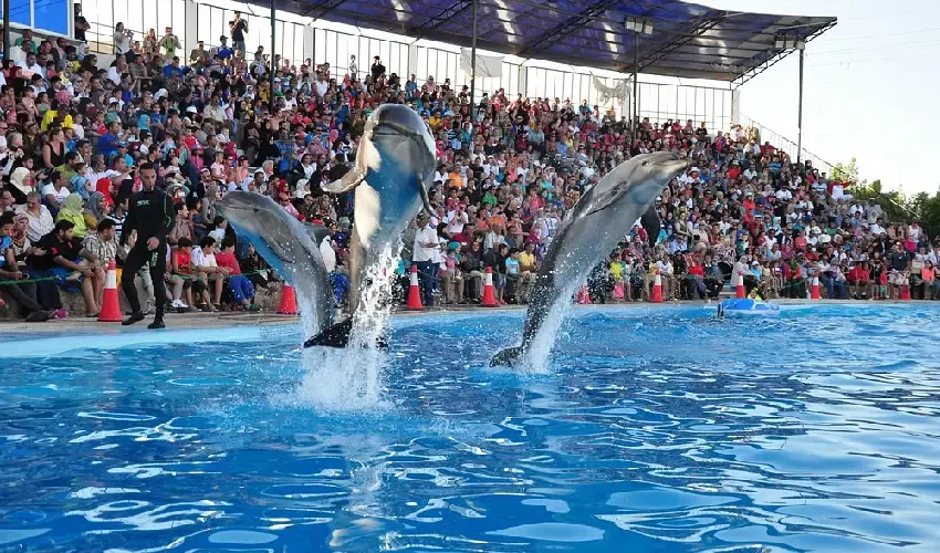 Delfinario Sharm El Sheik emozione per bambini