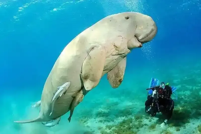 Abu Dabbab Dugong Bay, Diving