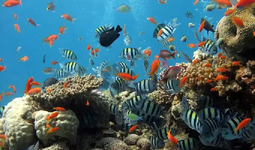 Sharm El Sheikh Day Tours, Red Sea diving