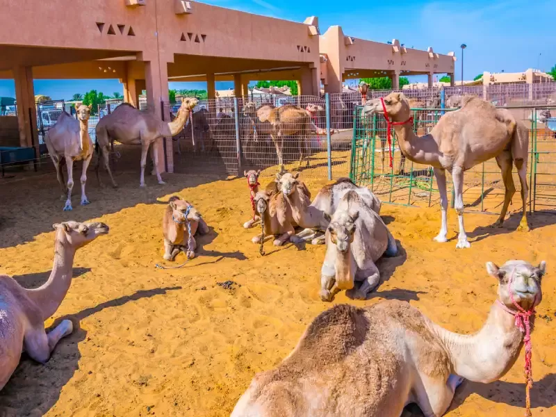 Al Ain day trip from Dubai visiting camel market and hot springs